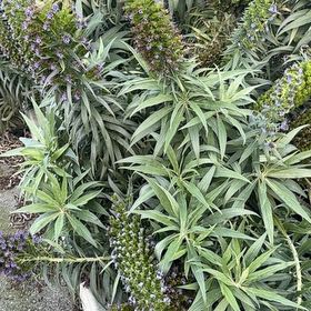 Photo of the plant species Pride of Madeira by @SunnyShingleoak named Michelle Branch on Greg, the plant care app