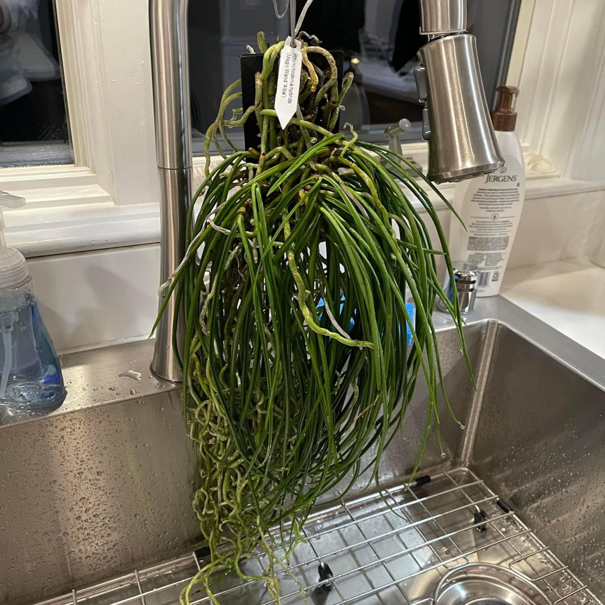Photo of the plant species Rat Tail Orchid by @VandaLove named Kardashian on Greg, the plant care app