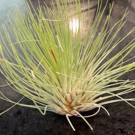 Photo of the plant species Narrow Leaf Century Plant by @Reds named Xena on Greg, the plant care app