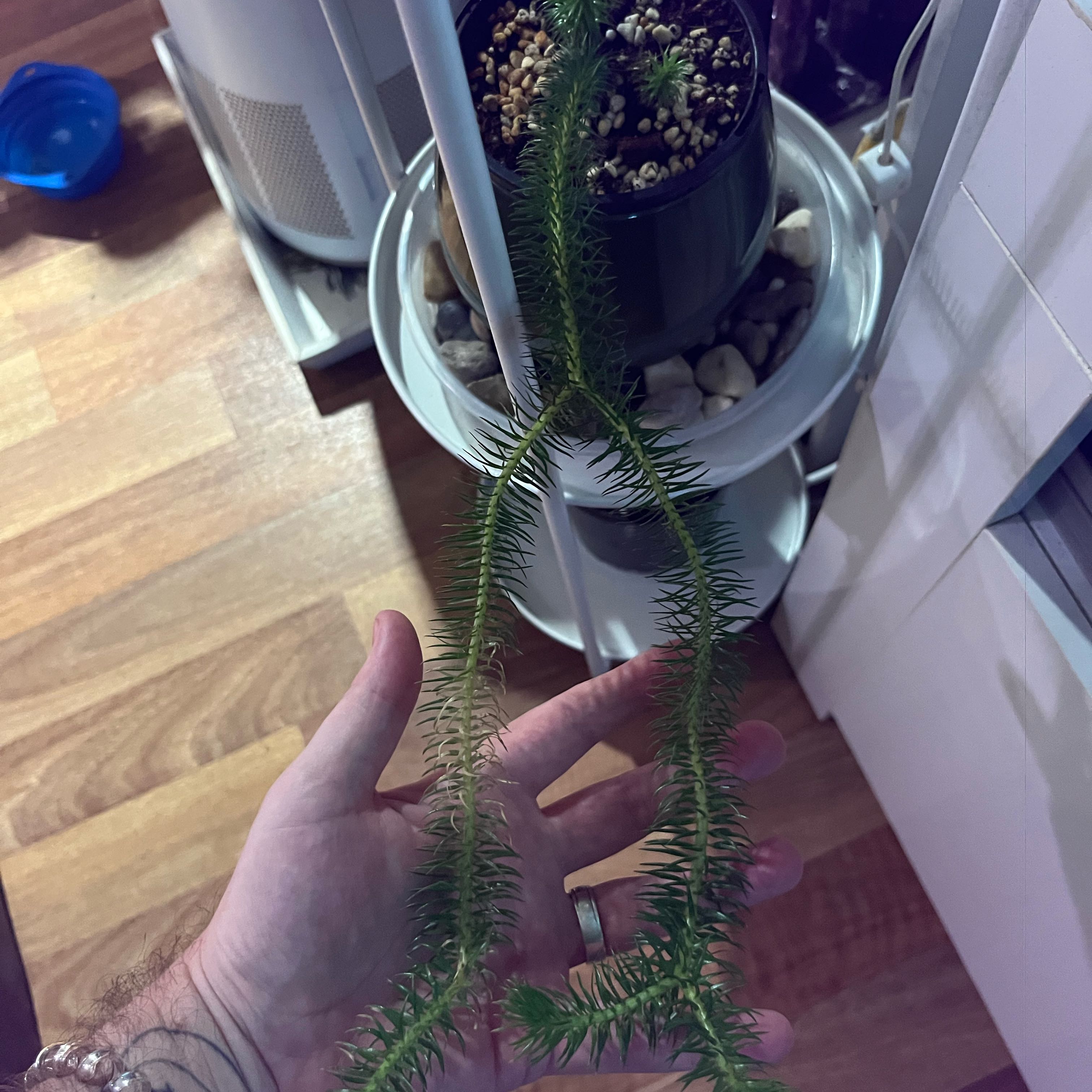 Photo of the plant species Rock Tassel Fern by @NiftyOvalsedge named Majesty on Greg, the plant care app