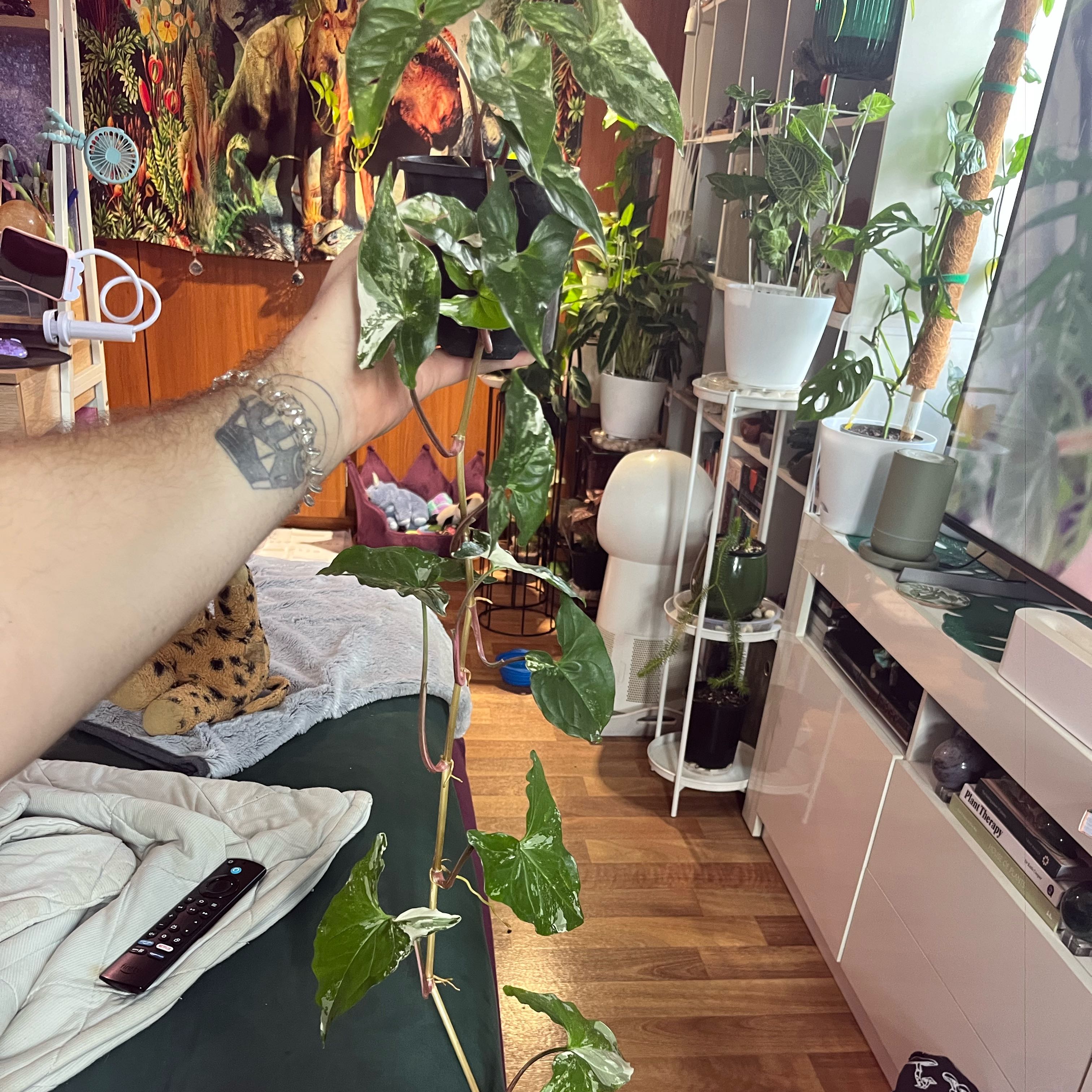 Photo of the plant species Fantasy Imperial White Arrowhead Plant by @NiftyOvalsedge named Lill on Greg, the plant care app
