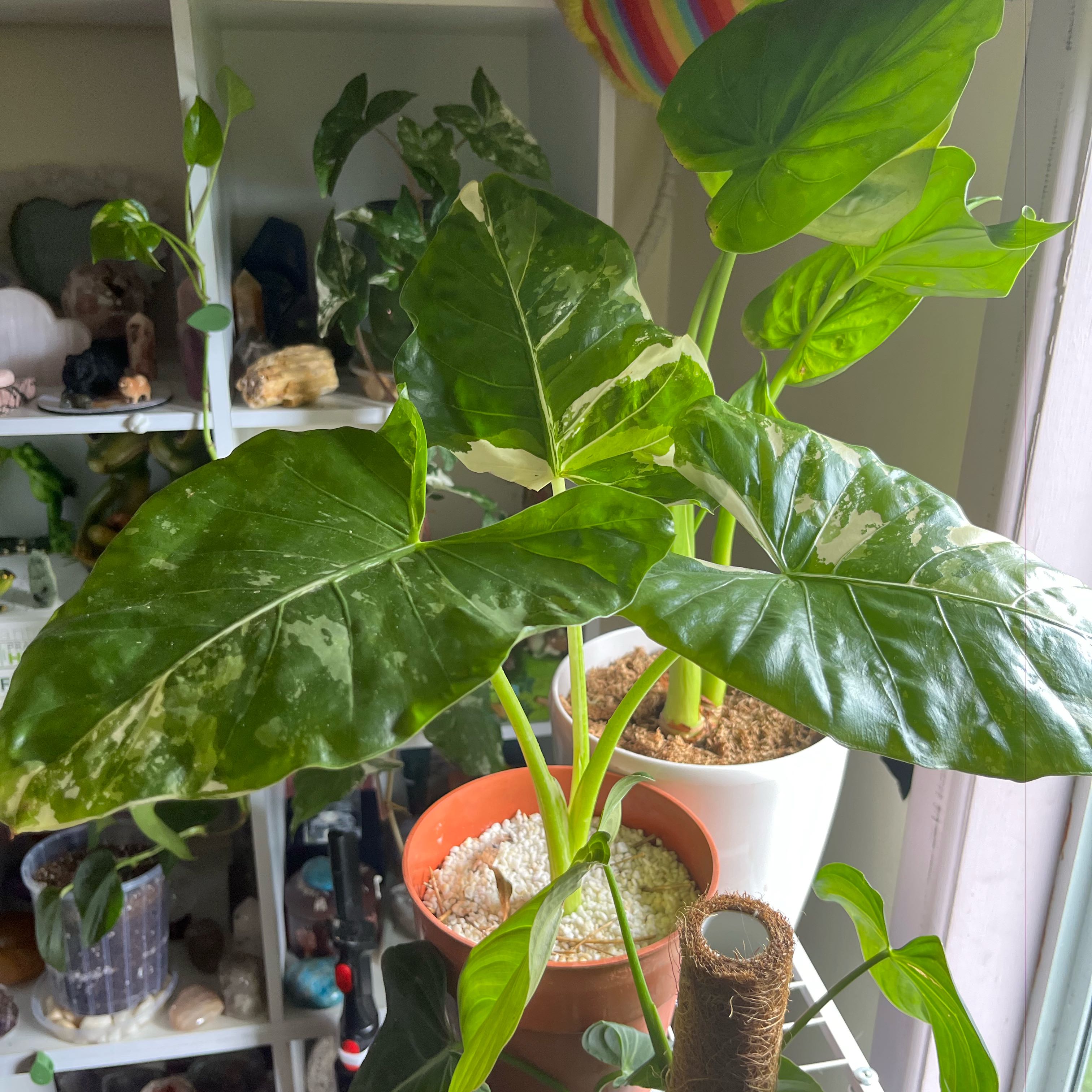 Photo of the plant species varigated elephants ear by @NiftyOvalsedge named Sabbith on Greg, the plant care app