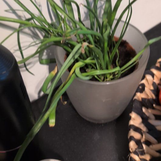 Photo of the plant species Muscari 'White Magic' by @NimblePomelo79 named Harper on Greg, the plant care app