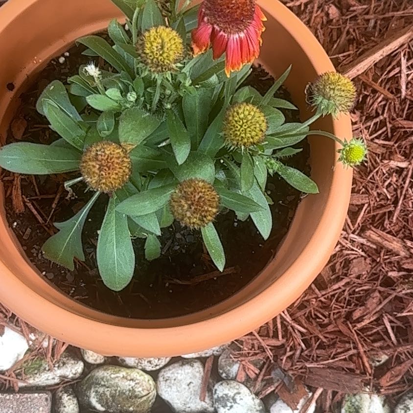 Photo of the plant species Coneflower by Michelle named Captain Plant-it on Greg, the plant care app