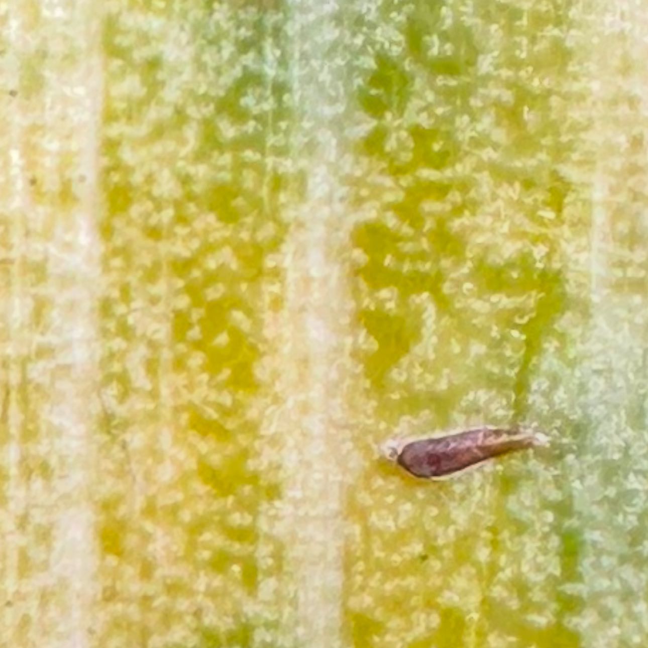 Photo of the plant species Common Smoothcap Moss by @OpenlyChosmo94 named Leaf Erickson on Greg, the plant care app