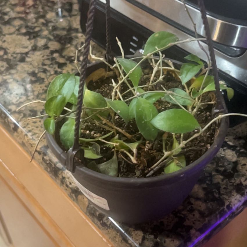 Photo of the plant species Codonanthe by @MiraclePunanova named Stella on Greg, the plant care app