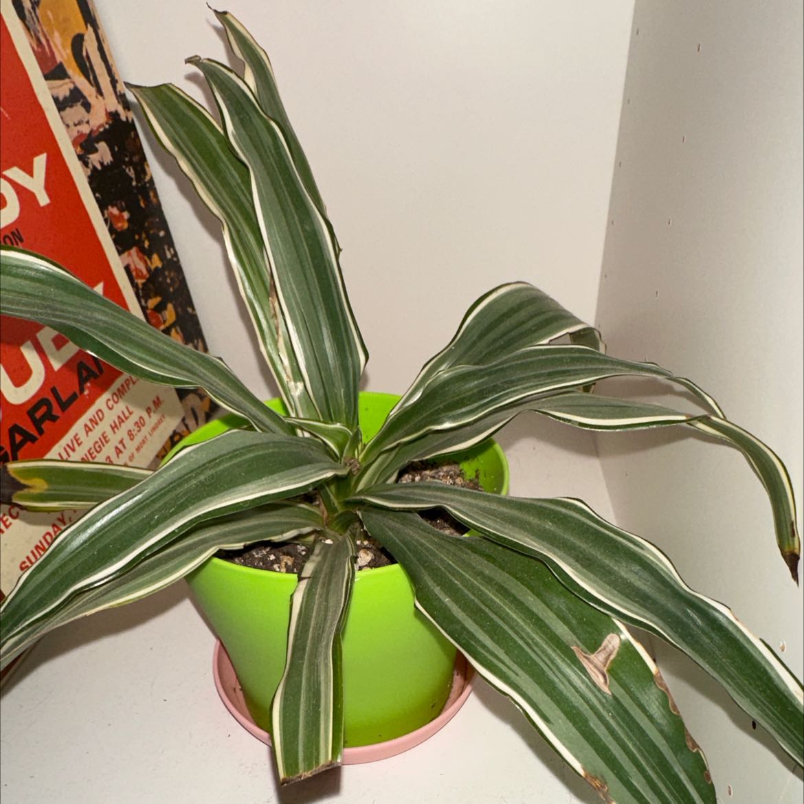 A healthy, thriving Song of India plant with long, narrow striped leaves in a small green pot.