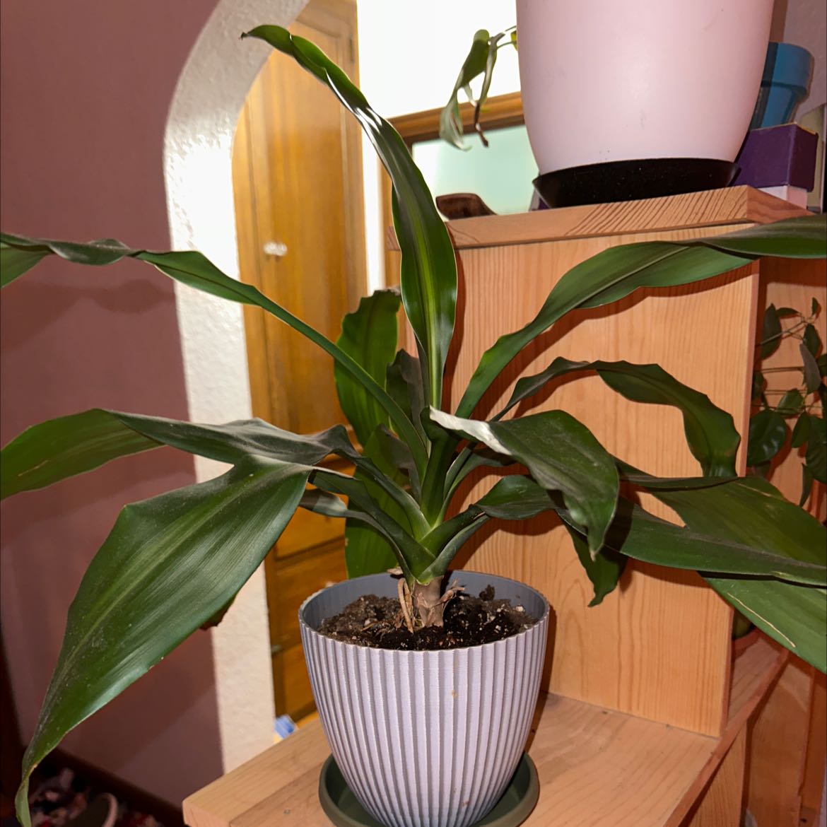 Healthy Cornstalk Dracaena houseplant with lush green and yellow striped leaves in a white pot, hand holding leaf.