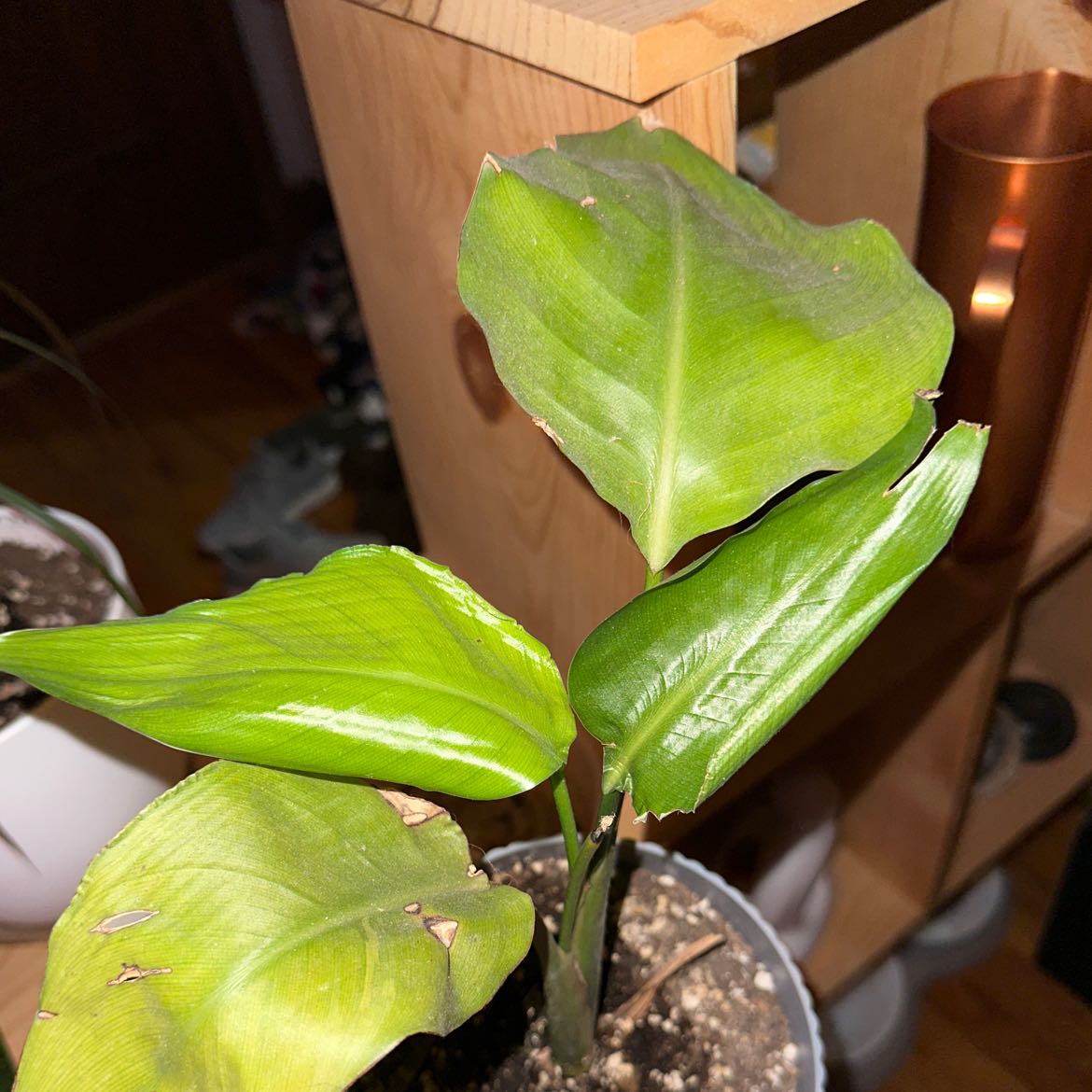 Indoor potted plant with broad green leaves, minor edge damage, placed on a wooden shelf.