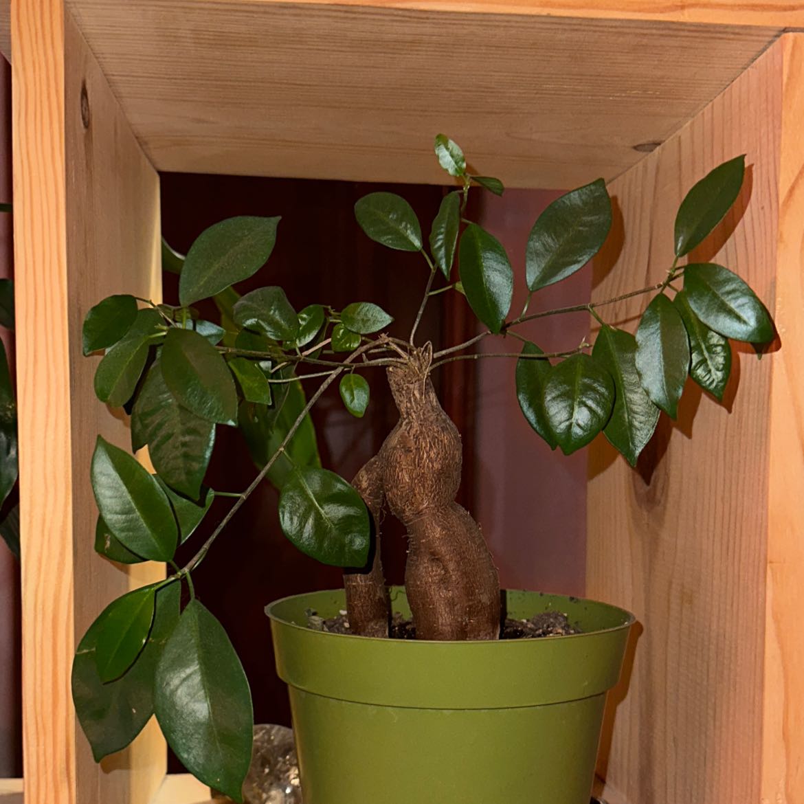 Healthy Ficus ginseng bonsai tree with gnarled trunk and lush green canopy in light green ceramic pot against wooden background.