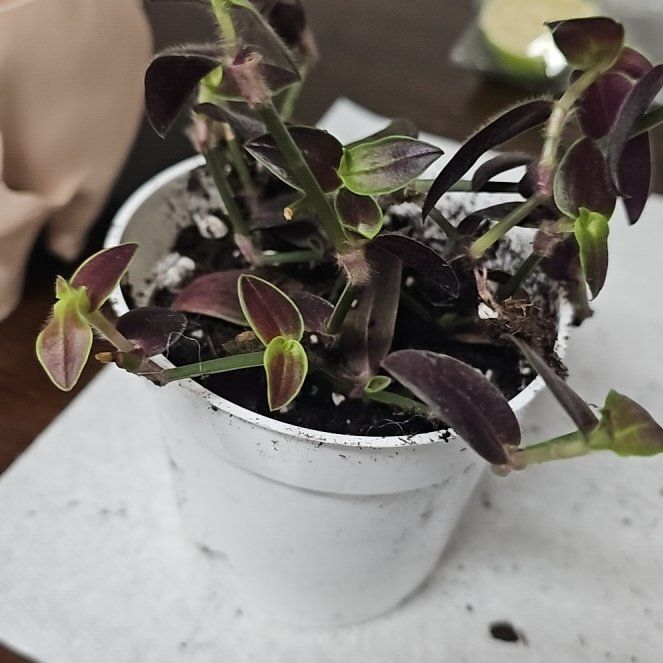 Photo of the plant species Dark Desire Wandering Dude by @LitheBegoniarex named Opal on Greg, the plant care app