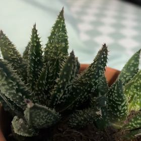 Photo of the plant species Gasteraloe 'Tarantula' by @LucidMungbeans named Beckham on Greg, the plant care app