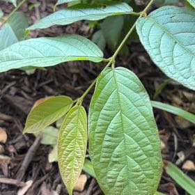 Photo of the plant species Chinese Honeysuckle by @CommanderPersia named Orlando Bloom on Greg, the plant care app