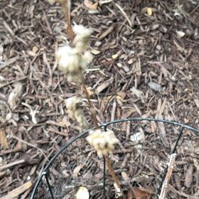 Photo of the plant species Common Snowberry by @CommanderPersia named Harmony on Greg, the plant care app
