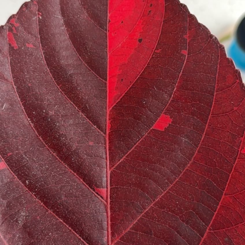 Photo of the plant species Copperleaf by @CommanderPersia named Elle on Greg, the plant care app