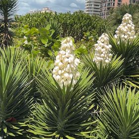 Photo of the plant species Aloe Yucca by @CommanderPersia named Kobe on Greg, the plant care app