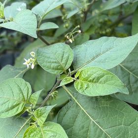 Photo of the plant species American Black Nightshade by @CommanderPersia named Gates on Greg, the plant care app
