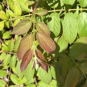Photo of the plant species Chinese Honeysuckle by @CommanderPersia named Clooney on Greg, the plant care app