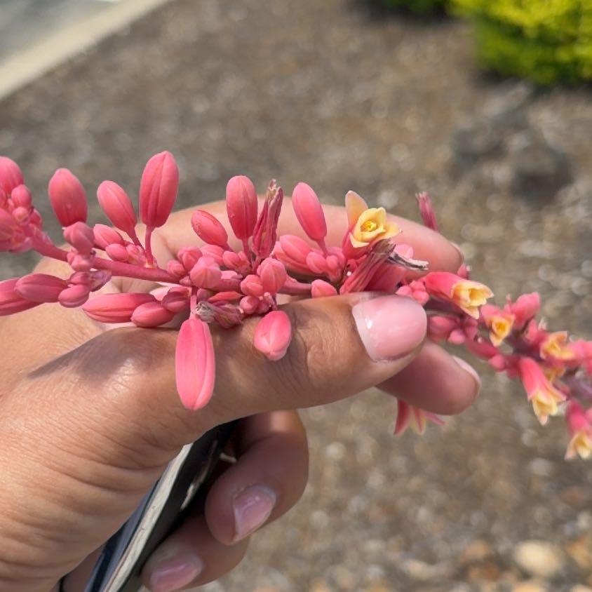 Photo of the plant species Ocotillo by @CommanderPersia named Nemo on Greg, the plant care app