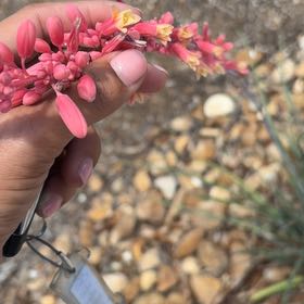 Photo of the plant species Ocotillo by @CommanderPersia named Rihanna on Greg, the plant care app
