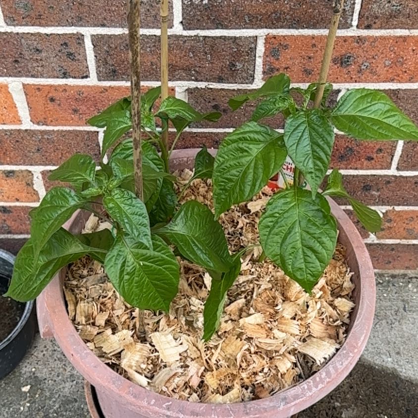 Photo of the plant species Red Habanero by @LushGardenphlox named Habanero on Greg, the plant care app
