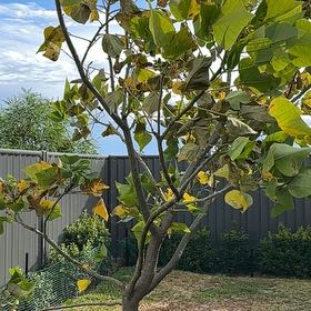 Photo of the plant species Coral Tree by @CozyLenophyllum named Wall-E on Greg, the plant care app
