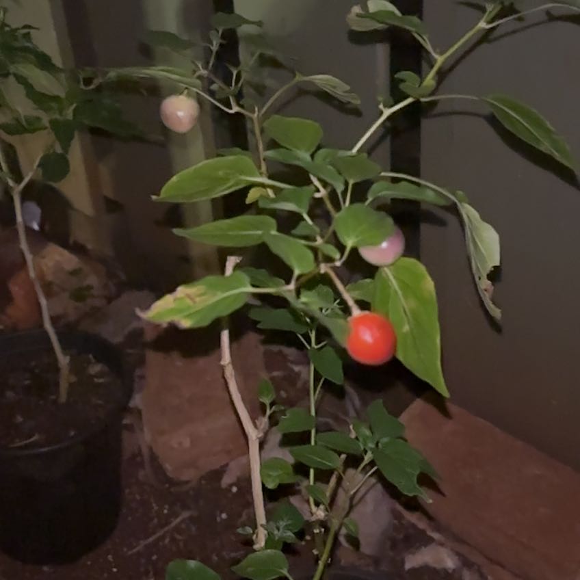 Photo of the plant species Bolivian Rainbow Pepper by @UltimateFlatpea named Miley on Greg, the plant care app