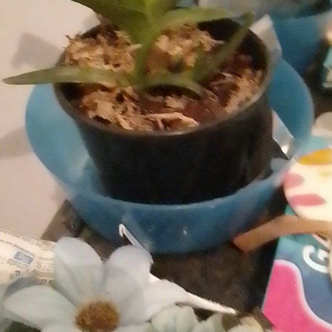 Photo of the plant species Sarcochilus by @BestSeadaffodil named Aria on Greg, the plant care app