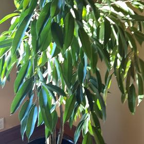 Plant care for American Fig on Greg, the plant care app