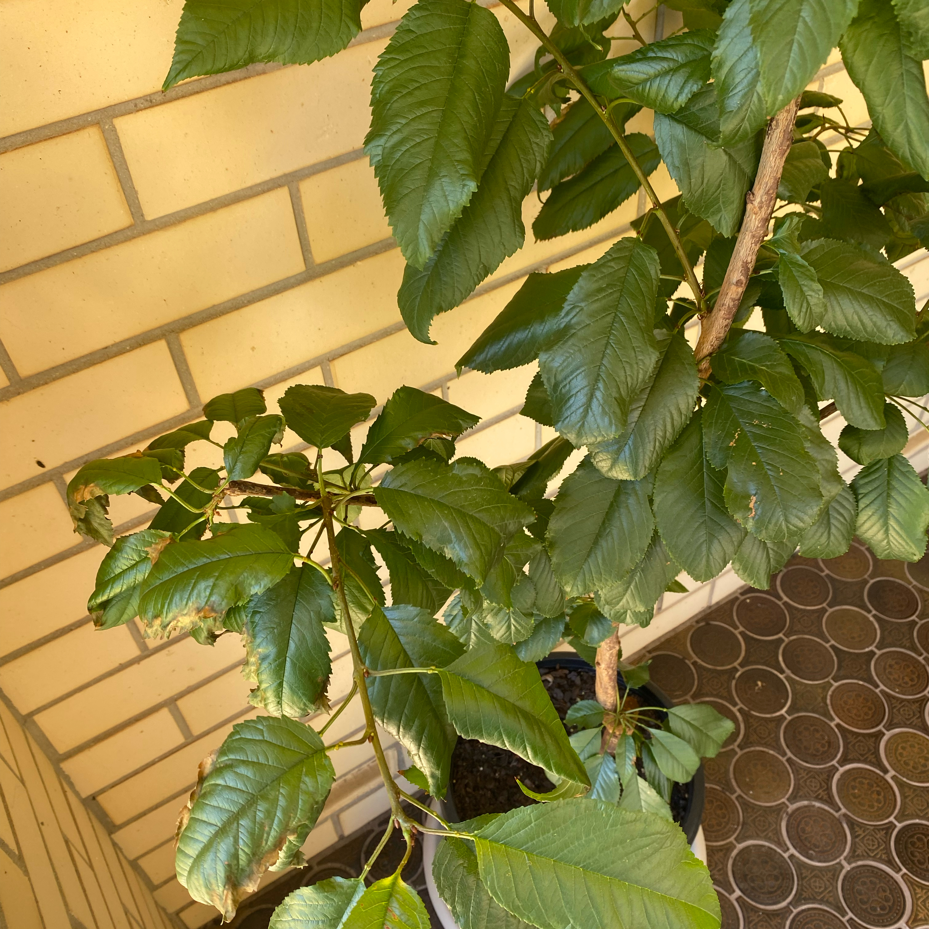Photo of the plant species Stella Cherry Tree by @LeisuredCanna named Peter Parker on Greg, the plant care app