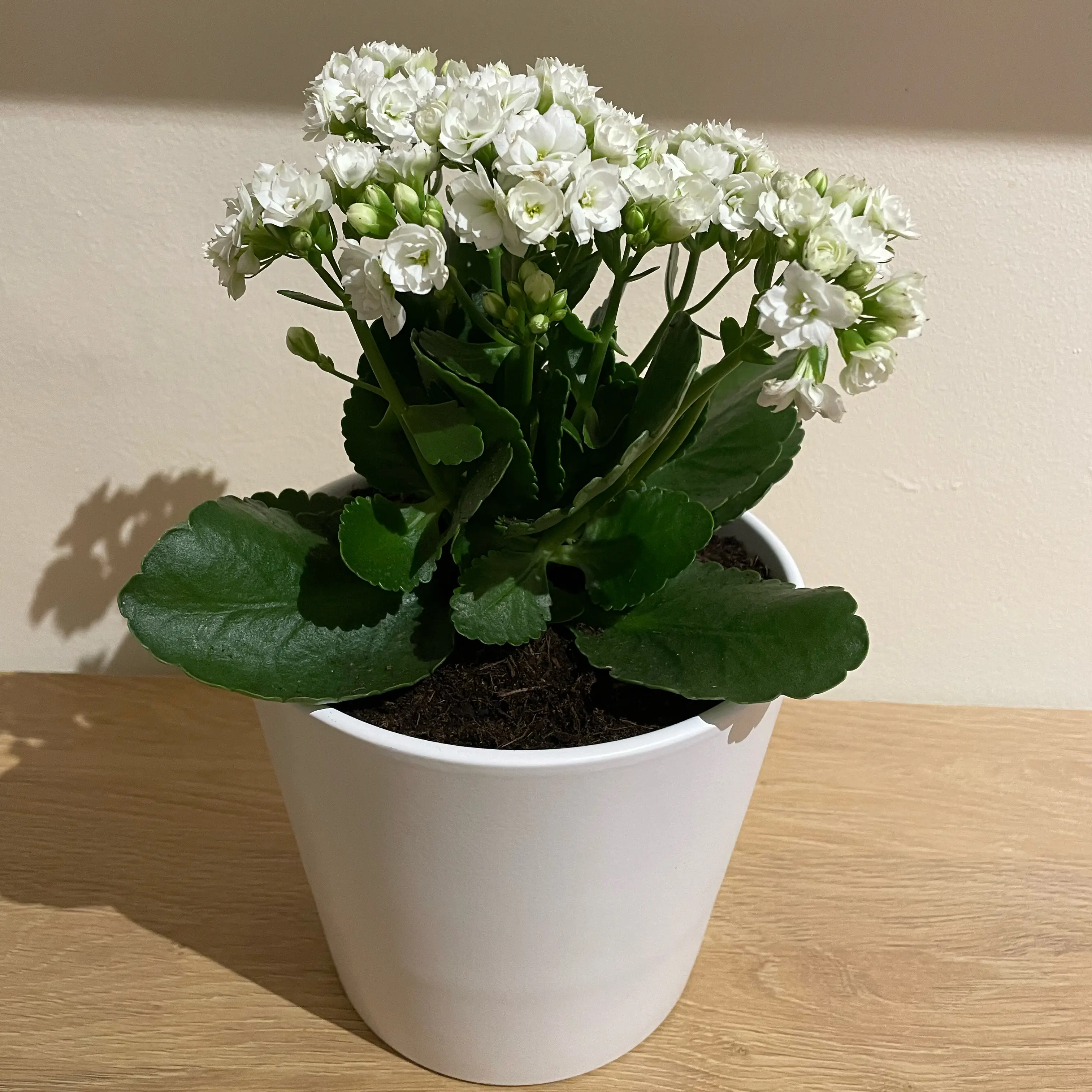 Photo of the plant species Kalanchoe 'Calandiva White' by @ExuberantKanna named Diva on Greg, the plant care app