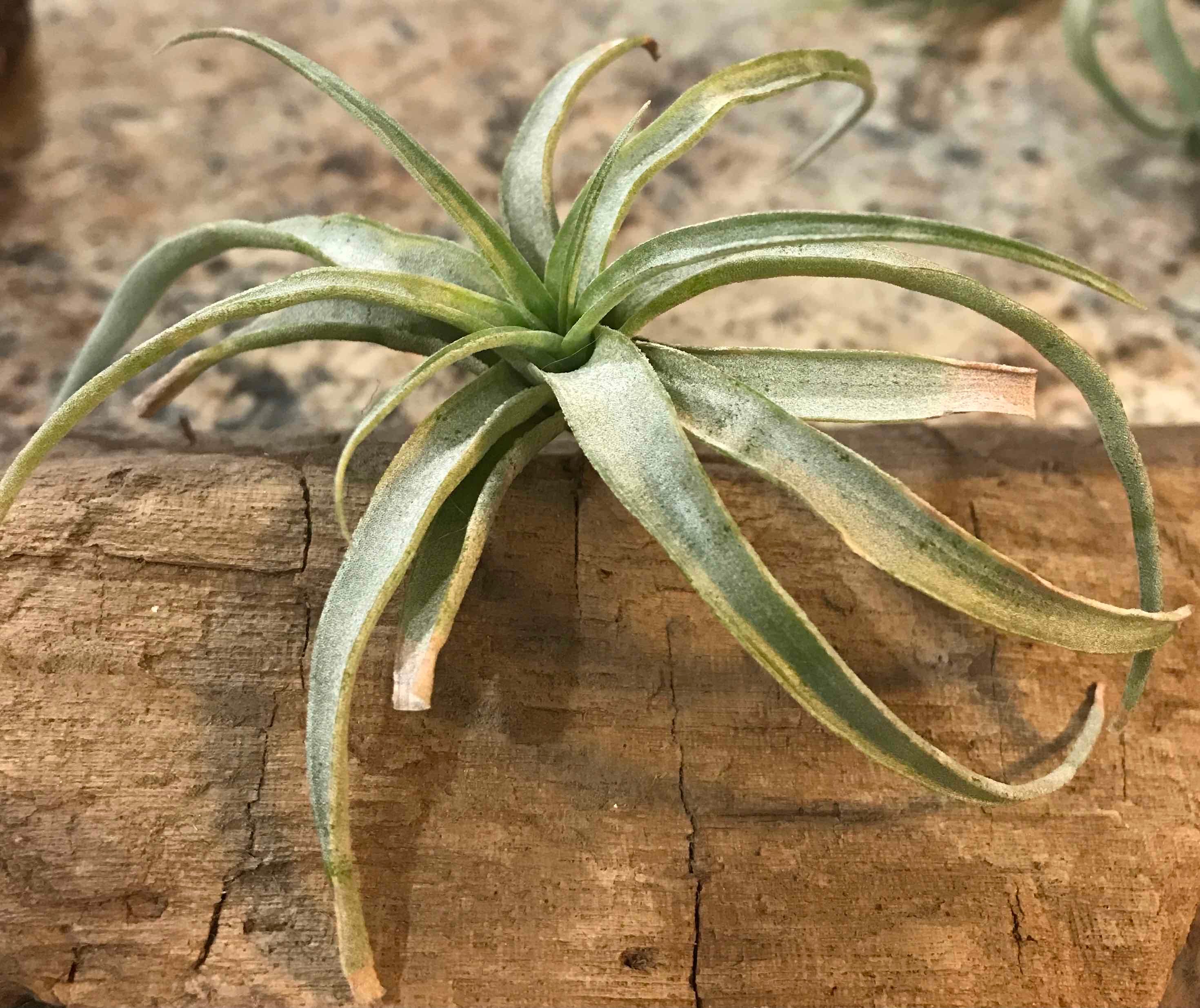 Why Are There Brown Spots on My Tillandsia erubescens?