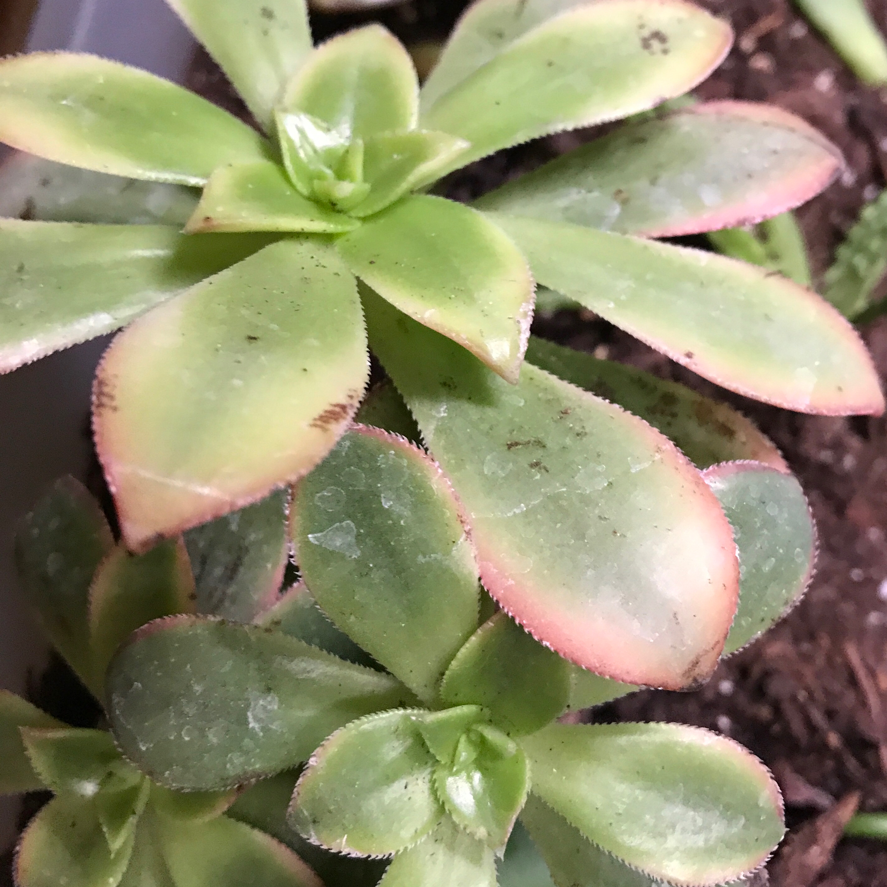 Aeonium 'Kiwi' succulent with green leaves and pinkish edges, minor browning at tips.