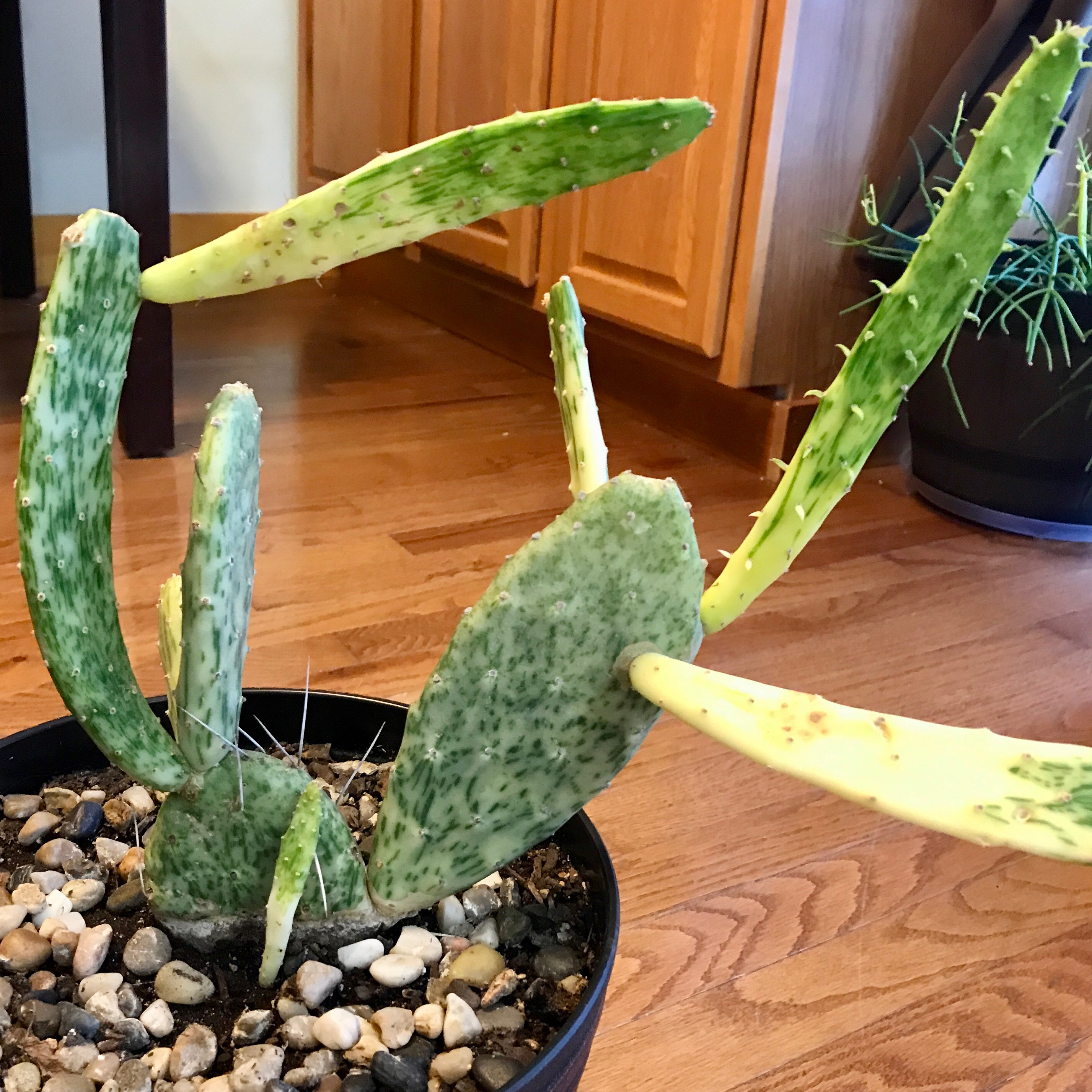 Brazilian Pricklypear plant in a pot with yellowing and browning pads.
