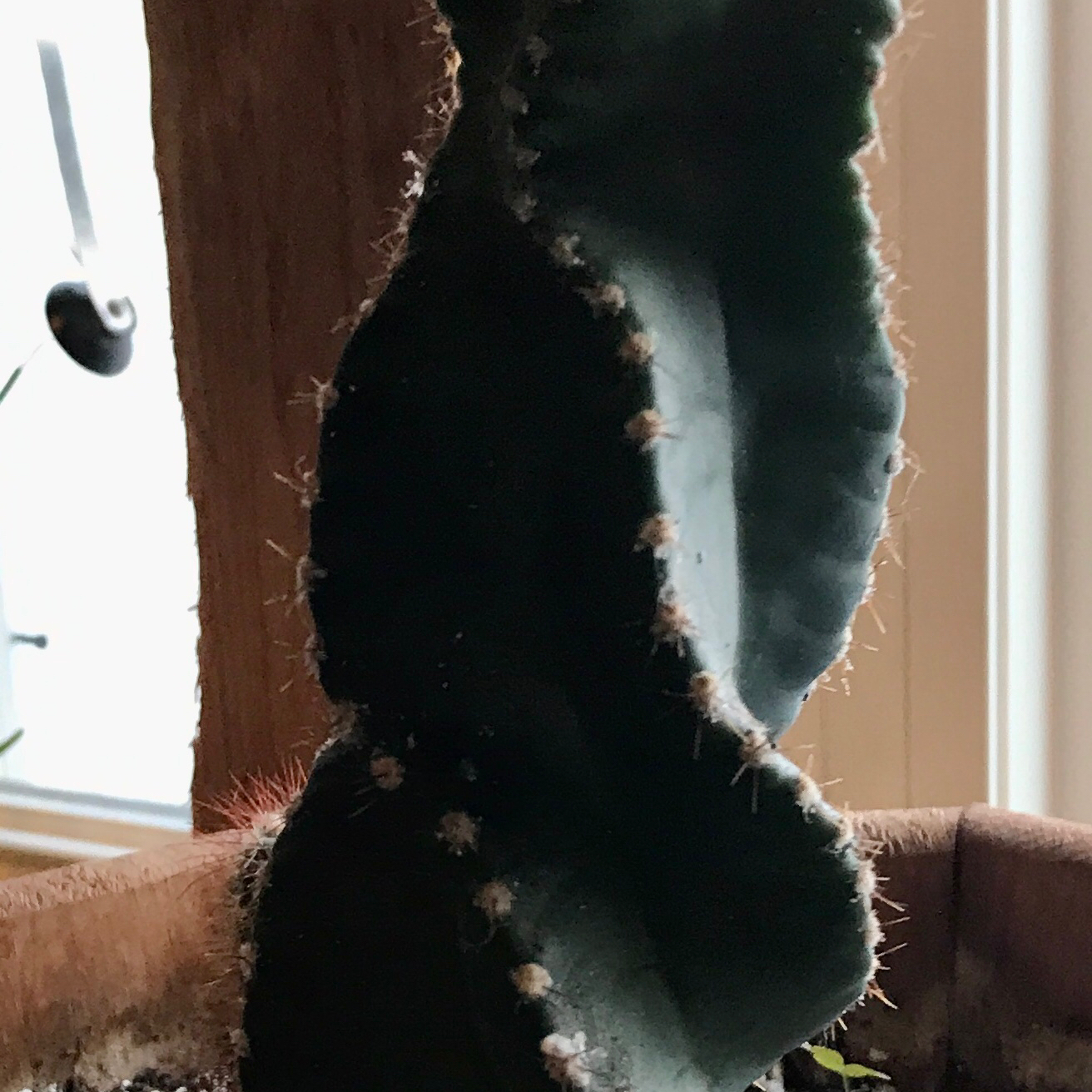Photo of the plant species Sedum 'Tundra Tornado' by @Horve1 named Spinner on Greg, the plant care app