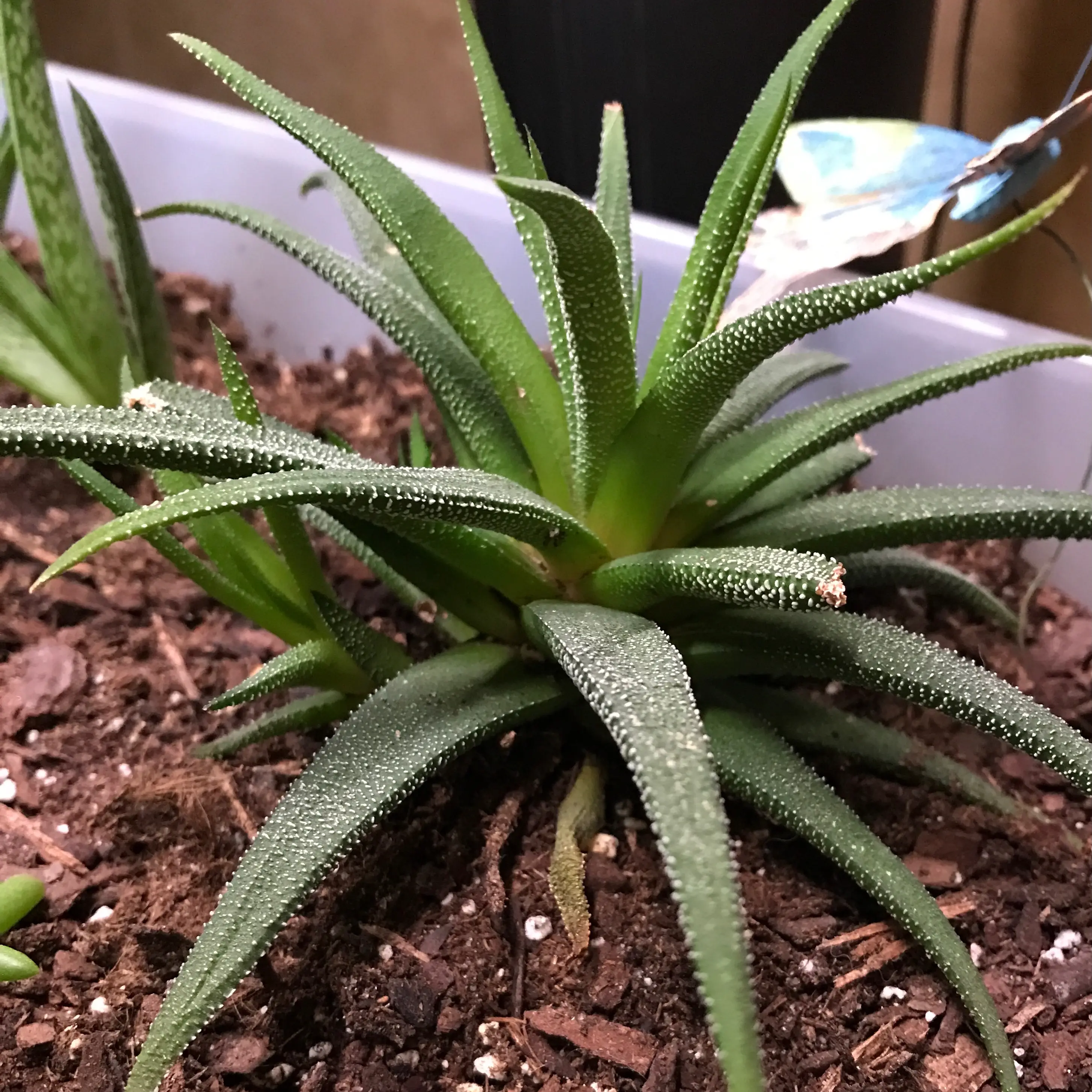 Aloe 'Oik' plant photo by @Horve1 named Oikie on Greg, the plant care app.