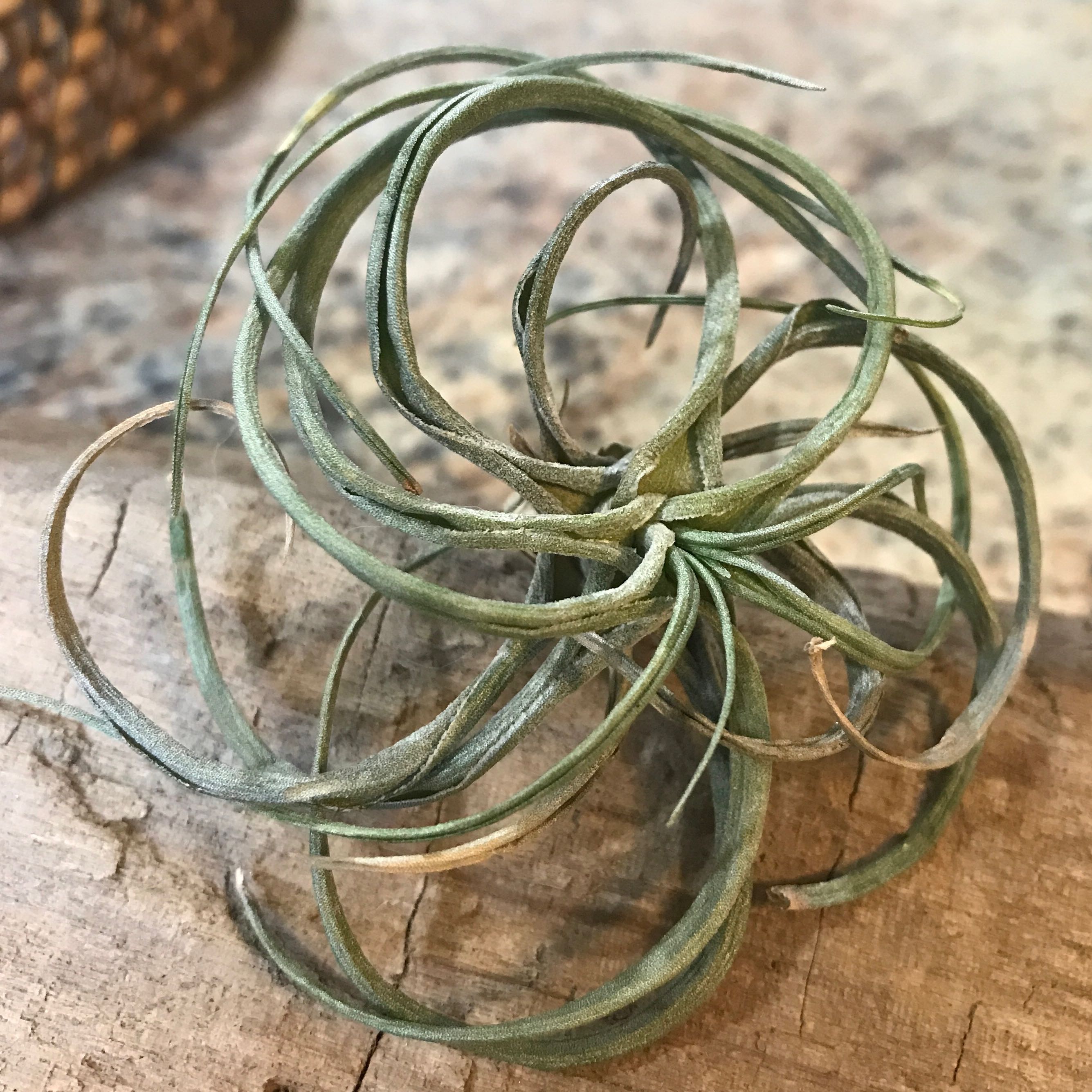 Small Ballmoss plant with thin, curling leaves on a wooden surface.