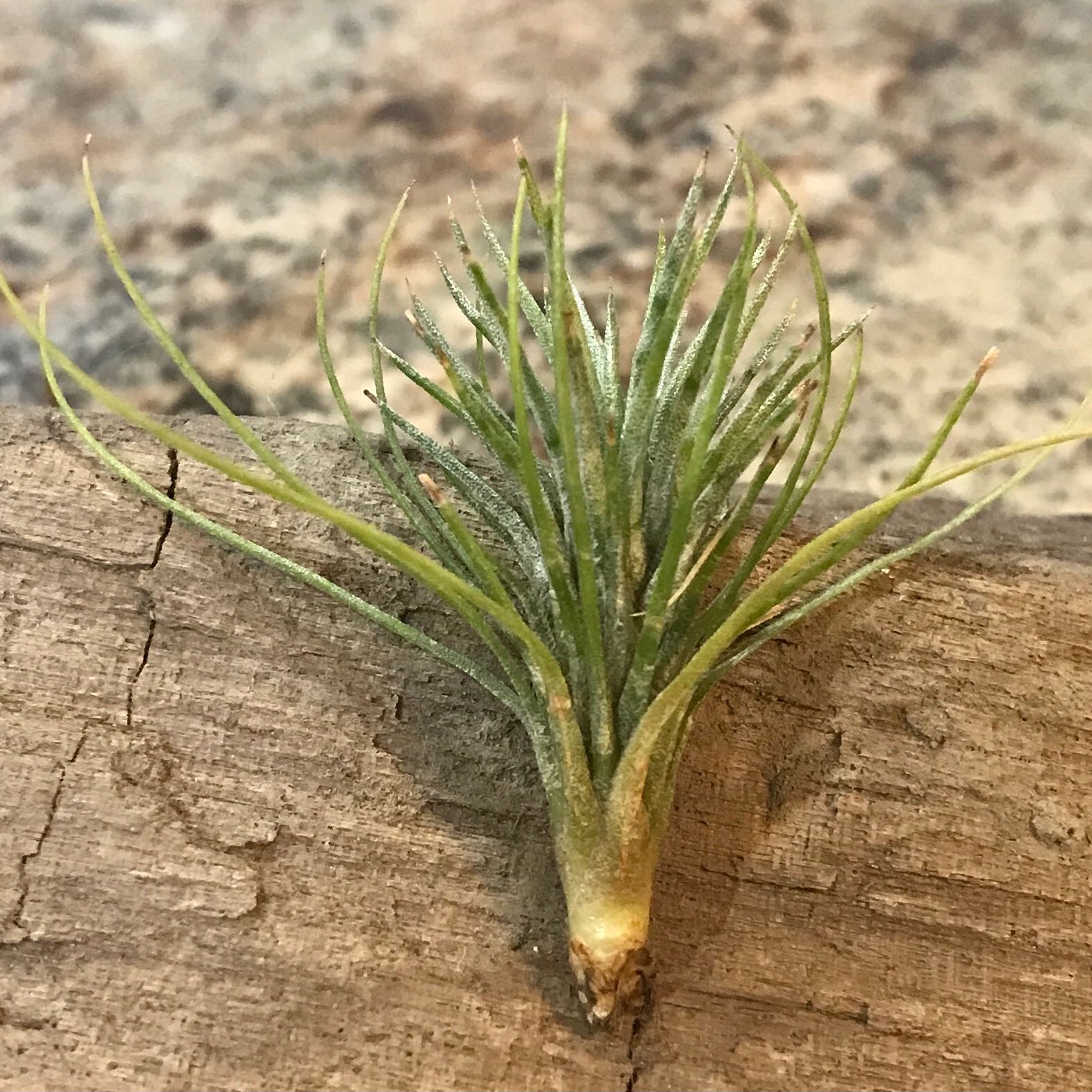 Image of a healthy Small Ballmoss plant on a wooden surface.