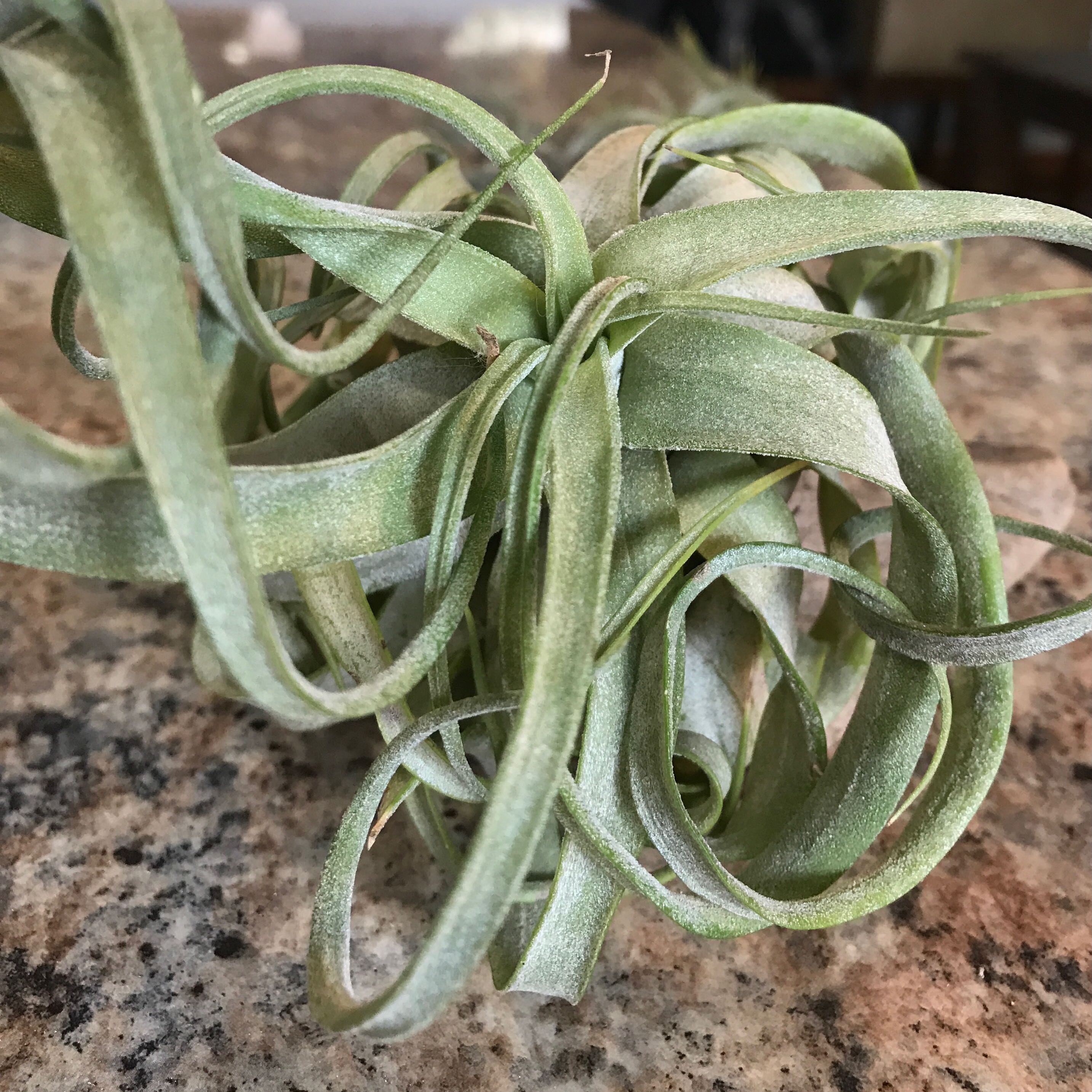 How to Propagate Your Tillandsia Xerographica