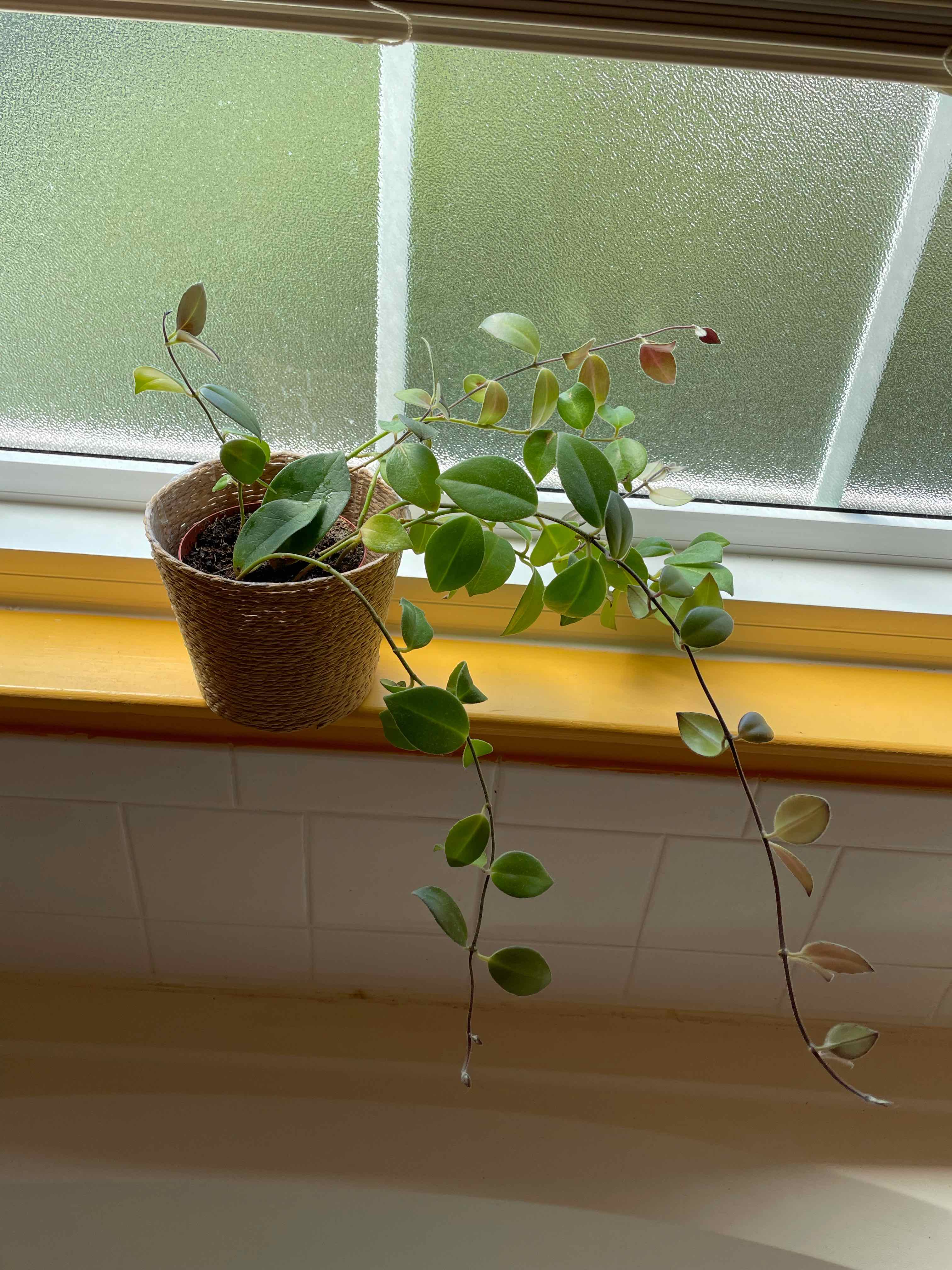 Variegated Lipstick Vine on a windowsill with healthy green leaves and visible soil.