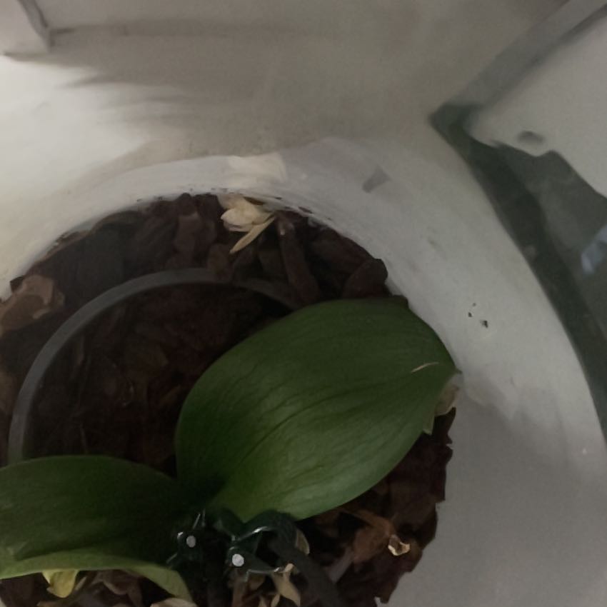 Photo of the plant species Showy Orchid by @BlissfulAraceae named Ulysses S Plant on Greg, the plant care app
