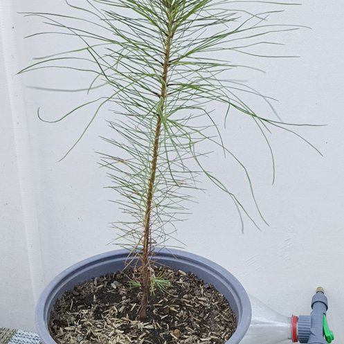 Photo of the plant species Benguet Pine by @KeenPeyote24 named Pax on Greg, the plant care app