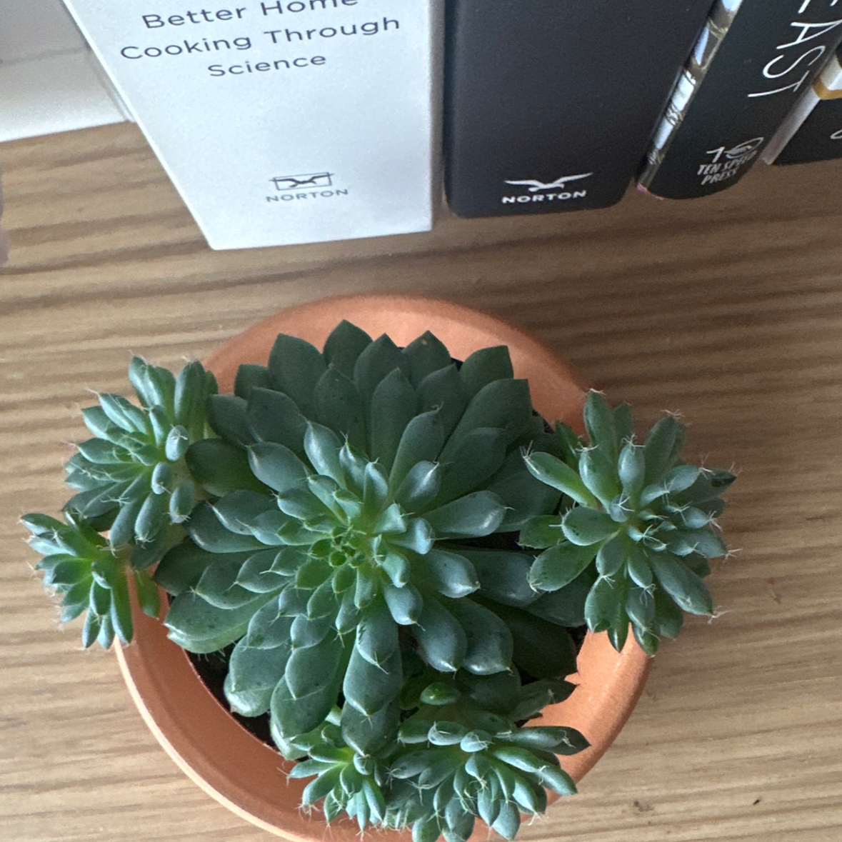 Photo of the plant species Blue Caribbean Echeveria by @MotherMaylily64 named Daphne on Greg, the plant care app