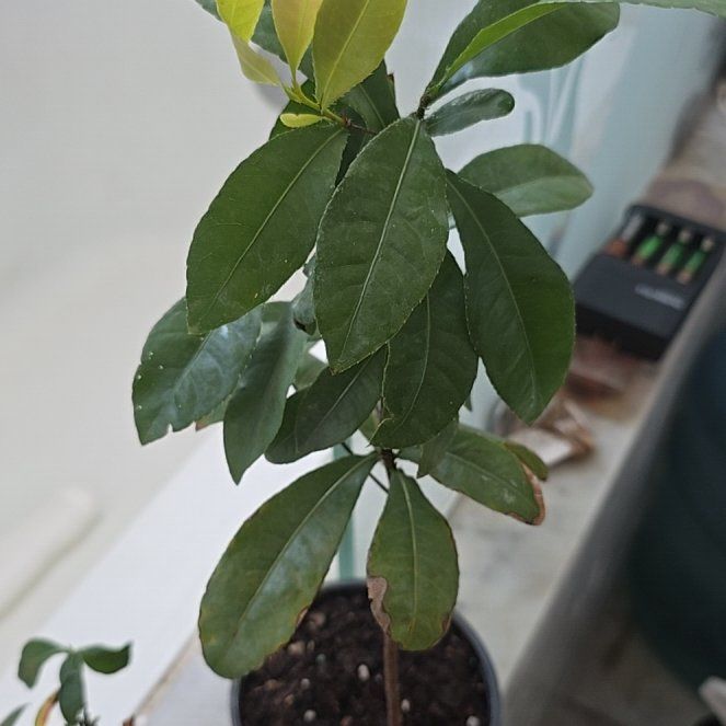 Photo of the plant species Mickey Mouse Plant by @ManySealettuce named Bodhi on Greg, the plant care app