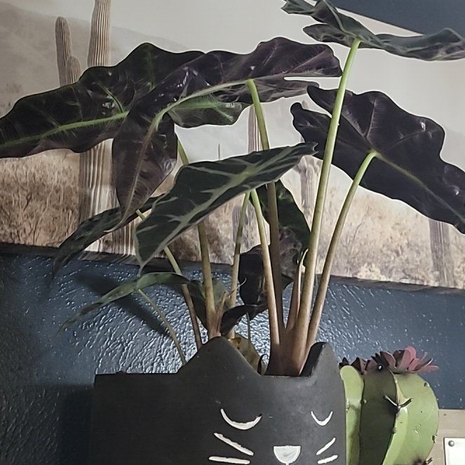 Photo of the plant species african mask by @SnazzyAjídulce named Hamilton on Greg, the plant care app