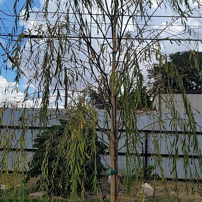Photo of the plant species Corkscrew Willow by @SnazzyAjídulce named Elle on Greg, the plant care app