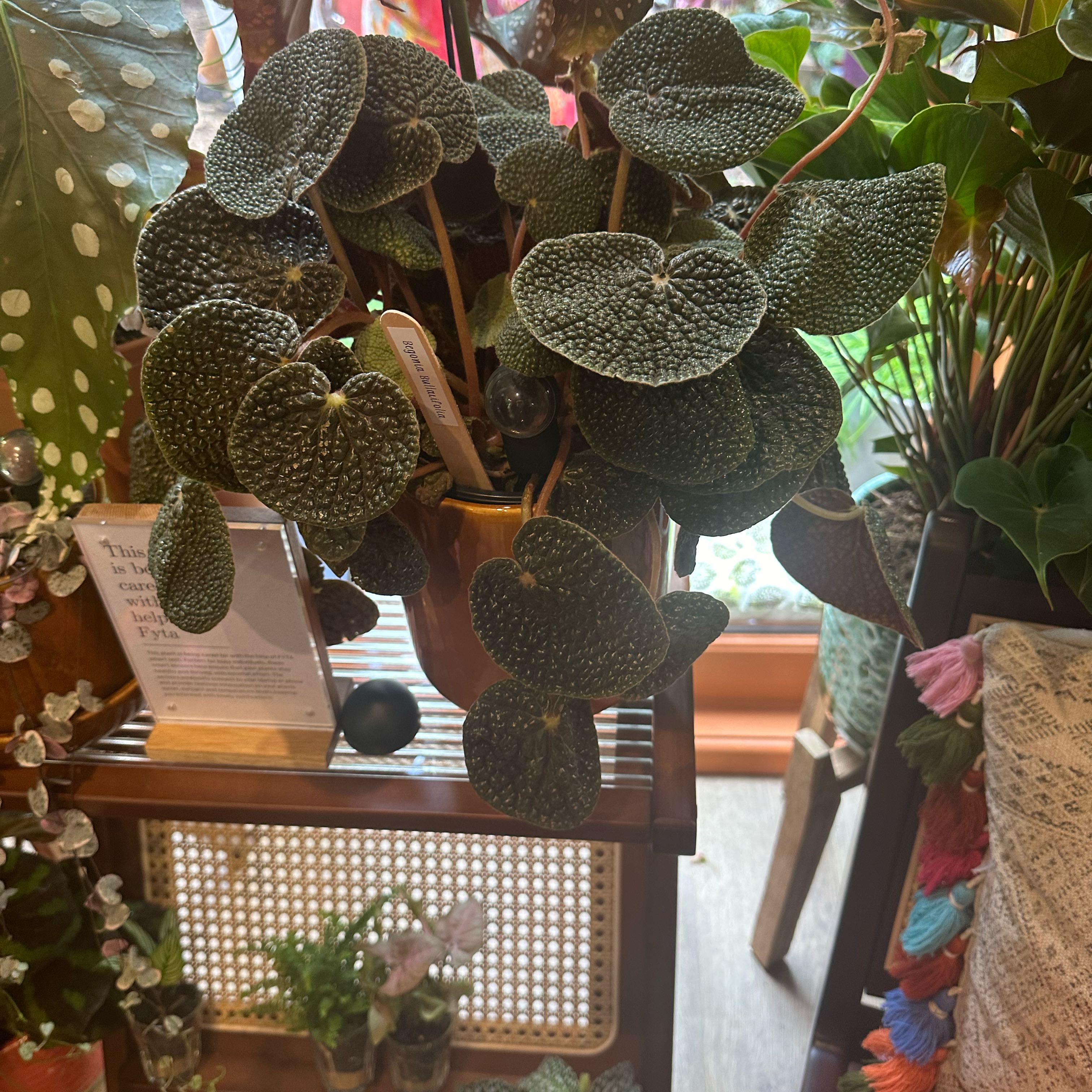 Photo of the plant species Begonia bullatifolia by @CivicWorm1 named Maya on Greg, the plant care app