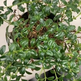 Photo of the plant species Columnea hirta by @JocoseTule named Terra on Greg, the plant care app
