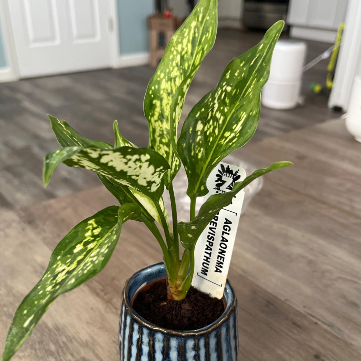 Photo of the plant species Indo-China Aglaonema by @PrettyPlant94 named Adaline on Greg, the plant care app