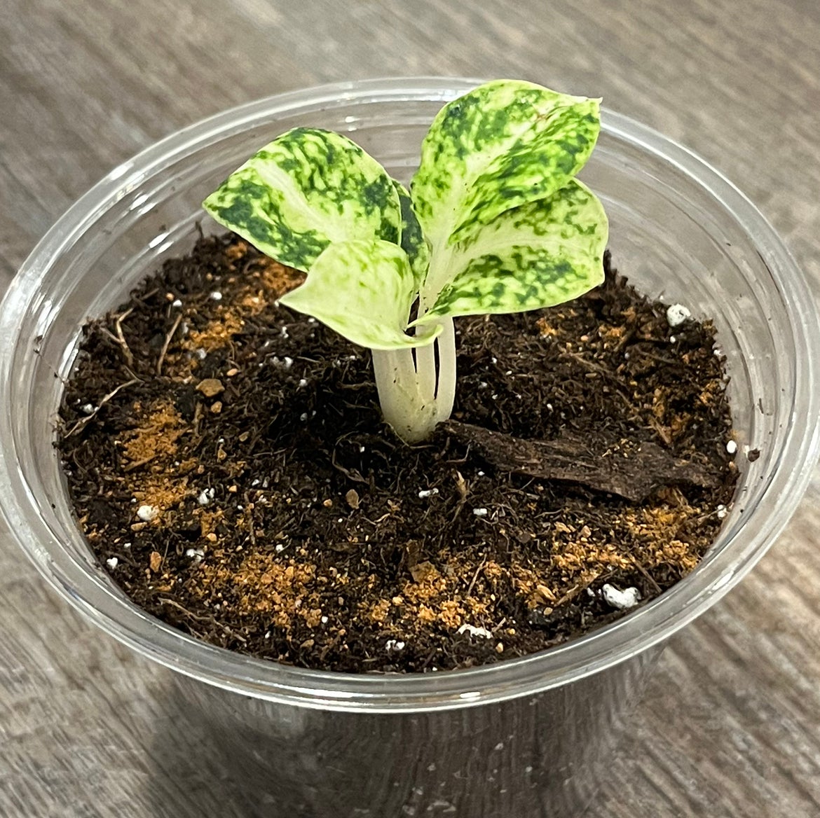 Plant care for Apollo Plant on Greg, the plant care app